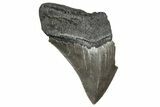 Partial Megalodon Tooth - South Carolina #359097-1